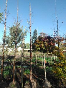 Prunus maackii 'Amber Beauty' 14-16 Hoogstam draadkluit 2 X verplant