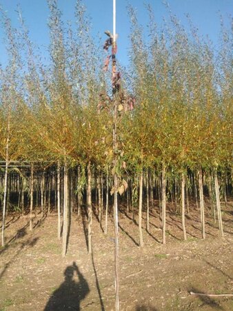 Prunus padus 6-8 Hoogstam wortelgoed - afbeelding 2