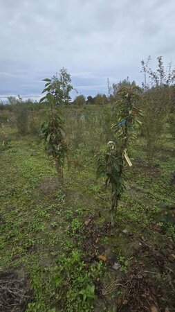 Prunus ser. 'Amanogawa' 125-150 cm wortelgoed 3-5 tak struik