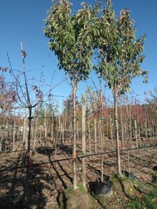 Prunus ser. 'Amanogawa' 25-30 Hoogstam draadkluit 3 X verplant