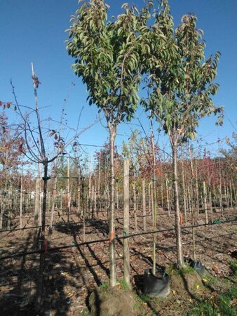 Prunus ser. 'Amanogawa' 25-30 STA WRB 3 X V