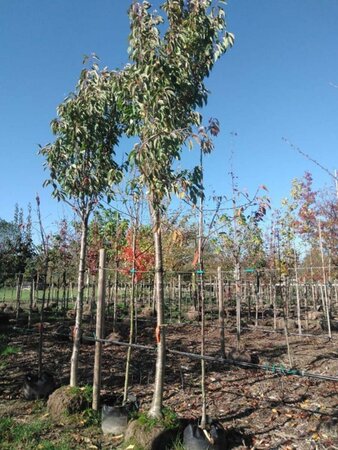 Prunus ser. 'Amanogawa' 30-35 Hoogstam draadkluit 4 X verplant