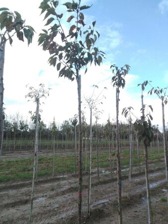 Prunus sargentii 10-12 Hoogstam wortelgoed - afbeelding 2