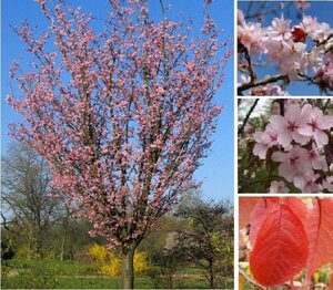 Prunus sargentii 10-12 Hoogstam wortelgoed - afbeelding 4