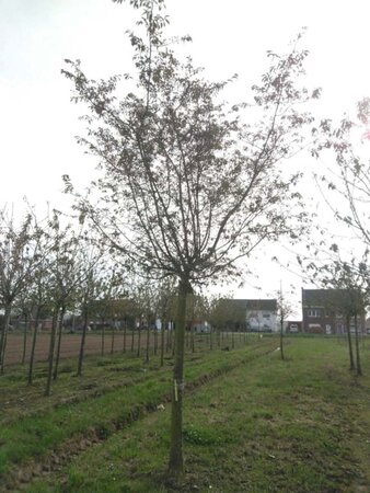 Prunus subh. 'Autumnalis Rosea' 40-45 STA WRB 4 X V