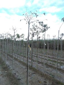 Prunus subh. 'Autumnalis Rosea' 8-10 Hoogstam wortelgoed - afbeelding 2