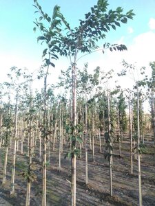 Prunus subh. 'Autumnalis Rosea' 8-10 Hoogstam wortelgoed - afbeelding 1