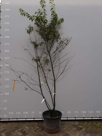 Prunus subh. 'Autumnalis' 200-225 cm draadkluit meerstammig - afbeelding 1