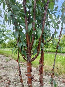 Prunus serrula 175-200 cm draadkluit meerstammig