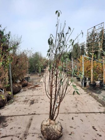 Prunus serrula 200-250 cm draadkluit meerstammig - afbeelding 3