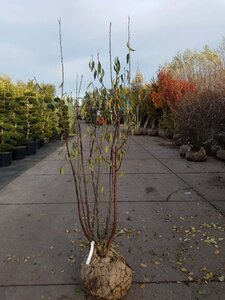 Prunus serrula 200-250 cm draadkluit meerstammig - afbeelding 4