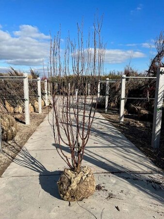 Prunus serrula 200-250 cm draadkluit meerstammig - afbeelding 1