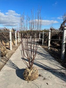 Prunus serrula 200-250 cm draadkluit meerstammig - afbeelding 1