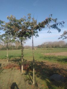 Prunus ser. 'Fugenzo'=Shirofugen 14-16 Hoogstam wortelgoed 2 X verplant - afbeelding 1