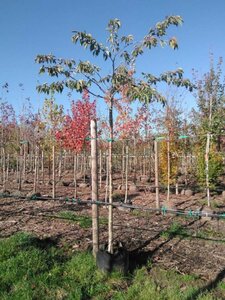 Prunus ser. 'Fugenzo'=Shirofugen 16-18 Hoogstam BAG - afbeelding 1