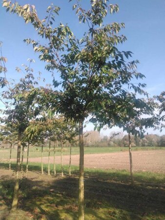 Prunus ser. 'Fugenzo'=Shirofugen 25-30 Hoogstam draadkluit 3 X verplant - afbeelding 1