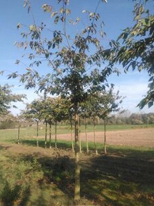 Prunus ser. 'Fugenzo'=Shirofugen 30-35 Hoogstam draadkluit 4 X verplant - afbeelding 1