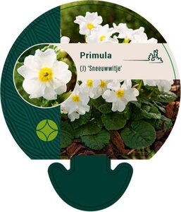 Primula (J) 'Sneeuwwitje' geen maat specificatie 0,55L/P9cm