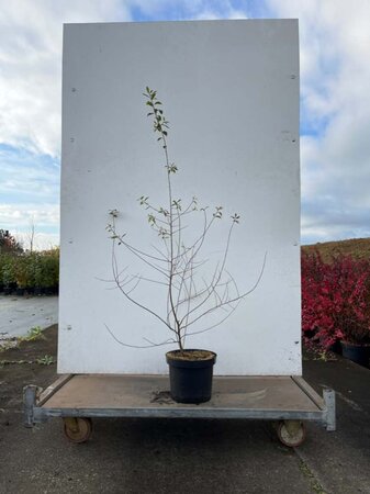 Prunus spinosa 125-150 cm cont. 7,5L