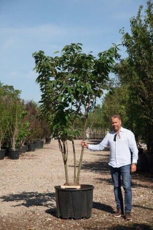 Prunus ser. 'Taihaku' 300-350 cm cont. 150L meerstammig - afbeelding 1