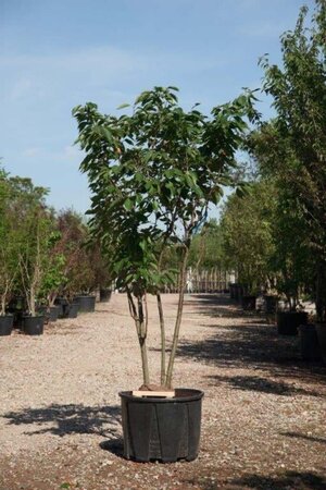 Prunus ser. 'Taihaku' 300-350 cm cont. 150L meerstammig - afbeelding 2