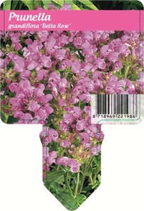 Prunella grandiflora geen maat specificatie 0,55L/P9cm - afbeelding 5