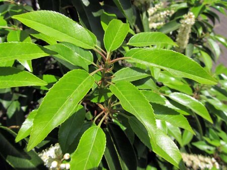 Prunus lusitanica 'Angustifolia' 100-125 cm met kluit - afbeelding 14