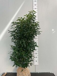 Prunus lusitanica 'Angustifolia' 100-125 cm met kluit - afbeelding 17