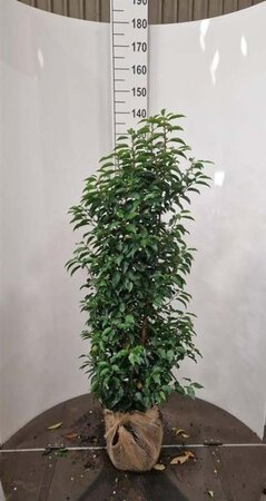 Prunus lusitanica 'Angustifolia' 100-125 cm met kluit - afbeelding 6