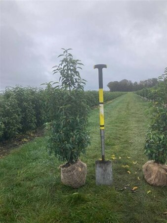 Prunus lusitanica 'Angustifolia' 100-125 cm met kluit - afbeelding 2