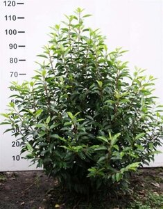 Prunus lusitanica 'Angustifolia' 100-125 cm met kluit - afbeelding 8