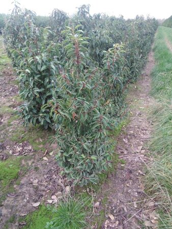 Prunus lusitanica 'Angustifolia' 100-125 cm met kluit - afbeelding 23