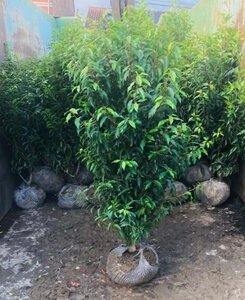 Prunus lusitanica 'Angustifolia' 100-125 cm met kluit - afbeelding 7