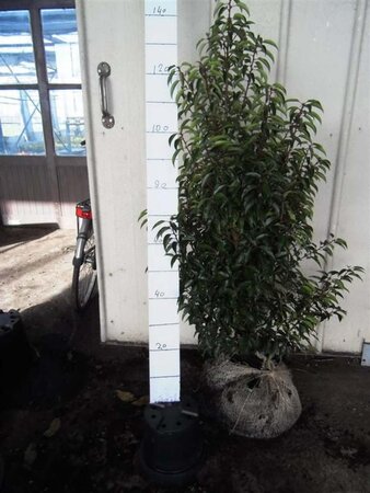 Prunus lusitanica 'Angustifolia' 100-125 cm met kluit - afbeelding 16