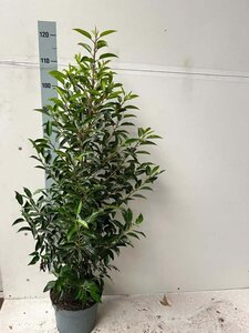 Prunus lusitanica 'Angustifolia' 125-150 cm cont. 7,5L