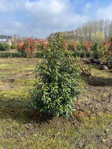 Prunus lusitanica 'Angustifolia' 125-150 cm met kluit - afbeelding 11