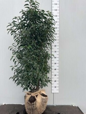 Prunus lusitanica 'Angustifolia' 125-150 cm met kluit - afbeelding 31