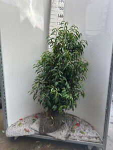 Prunus lusitanica 'Angustifolia' 125-150 cm met kluit - afbeelding 33