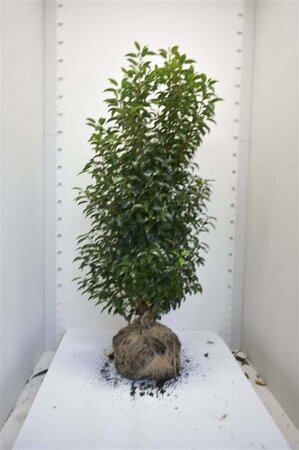 Prunus lusitanica 'Angustifolia' 125-150 cm met kluit - afbeelding 8