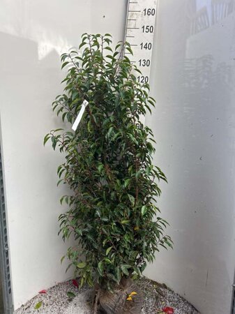 Prunus lusitanica 'Angustifolia' 125-150 cm met kluit - afbeelding 2