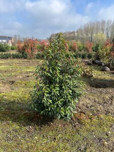 Prunus lusitanica 'Angustifolia' 125-150 cm met kluit - afbeelding 3