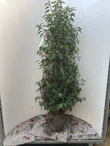 Prunus lusitanica 'Angustifolia' 125-150 cm met kluit - afbeelding 4