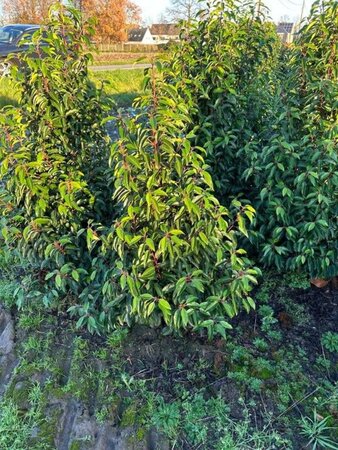 Prunus lusitanica 'Angustifolia' 125-150 cm met kluit - afbeelding 13