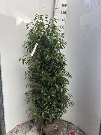 Prunus lusitanica 'Angustifolia' 125-150 cm met kluit - afbeelding 14