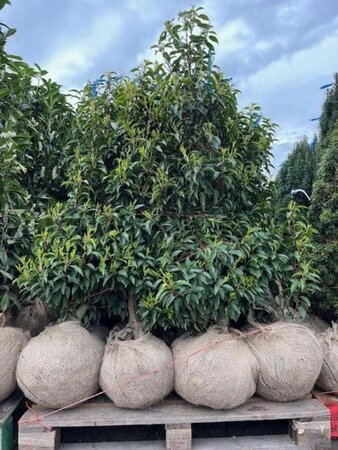 Prunus lusitanica 'Angustifolia' 125-150 cm met kluit - afbeelding 7