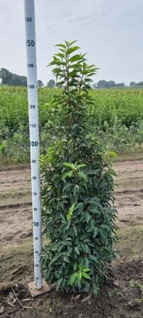 Prunus lusitanica 'Angustifolia' 125-150 cm met kluit - afbeelding 9