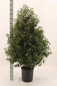 Prunus lusitanica 'Angustifolia' 125-150 cm met kluit - afbeelding 22