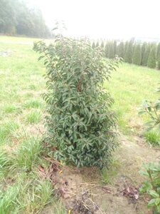 Prunus lusitanica 'Angustifolia' 125-150 cm met kluit - afbeelding 25