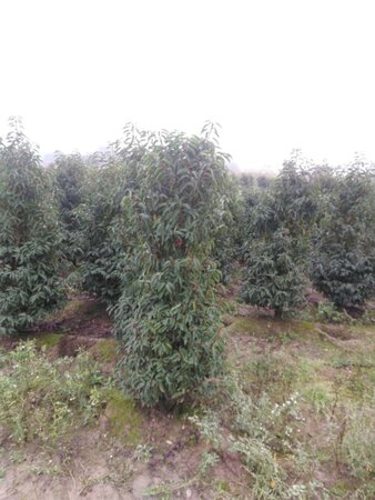 Prunus lusitanica 'Angustifolia' 150-175 cm met kluit - afbeelding 21