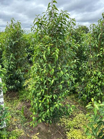 Prunus lusitanica 'Angustifolia' 150-175 cm met kluit - afbeelding 5